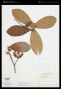 Pterandra pyroidea A.Juss.