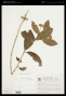 Aegiphila fluminensis Vell.