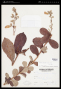 Ipomoea haenkeana Choisy
