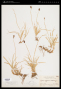 Carex nigricans C.A.Mey.