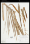 Allagoptera arenaria (Gomes) Kuntze