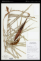 Allagoptera