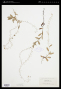 Myosotis laxa Lehm.