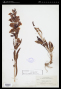 Penstemon speciosus Douglas