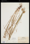 Carex squarrosa L.