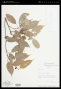 Protium aracouchini (Aubl.) Marchand