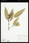 Vochysia pyramidalis Mart.