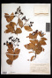 Ouratea littoralis Urb.
