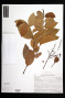Ouratea littoralis Urb.