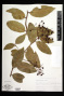 Ouratea littoralis Urb.