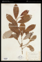 Salix scouleriana Barratt ex Hook.