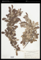 Salix scouleriana Barratt ex Hook.