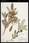 Salix sitchensis Sanson ex Bong.