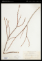 Salix lasiolepis Benth.