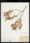 Salix pedicellaris Pursh