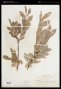 Salix californica Bebb