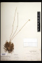 Actinocephalus geniculatus (Bong.) F.N.Costa