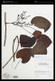 Odontocarya micrantha (Diels) Barneby