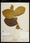 Prestonia acutifolia (Benth. ex Müll.Arg.) K.Schum.