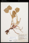 Heteranthera peduncularis Benth.