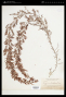 Sargassum pteropleuron Grunow
