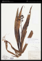 Xiphidium caeruleum Aubl.