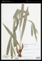 Rhynchospora gaudichaudii (Brongn.) L.B.Sm.