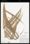 Geonoma pohliana subsp. weddelliana (H.Wendl. ex Drude) A.J.Hend.