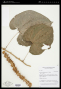 Dioscorea balsapuertensis R.Knuth