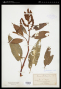 Rumex altissimus Alph.Wood