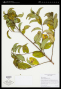 Miconia tetrastoma Naudin