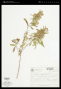 Baccharis oxyodonta DC.