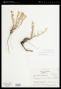 Baccharis humilis Sch.Bip. ex Baker
