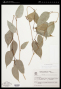 Piper xylosteoides Kunth