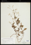 Fleischmannia laxa (Gardner) R.M.King & H.Rob.