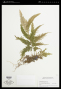 Selaginella lacerata Warb.