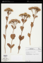 Symphyopappus cuneatus (DC.) Sch.Bip. ex Baker