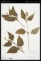 Melanthera latifolia (Gardner) Cabrera