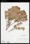 Cavendishia capitulata Donn.Sm.