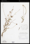 Praxelis missiona (Malme) R.M.King & H.Rob.