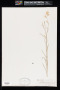 Gnaphalium ramosissimum Sch.Bip.