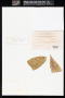 Cercospora portoricensis Earle