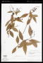 Tripodanthus acutifolius (Ruiz & Pav.) Tiegh.