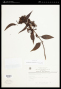 Tripodanthus acutifolius (Ruiz & Pav.) Tiegh.