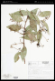 Tripodanthus acutifolius (Ruiz & Pav.) Tiegh.