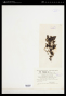 Rhodomela larix (W.B.Turner) C.Agardh