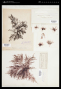 Polysiphonia urceolata (Lightf. ex Dillwyn) Grev.