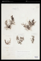 Polysiphonia urceolata (Lightf. ex Dillwyn) Grev.