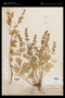 Lupinus arbustus subsp. silivicola (A.Heller) D.B.Dunn