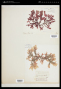 Delesseria sinuosa J.V.Lamour.